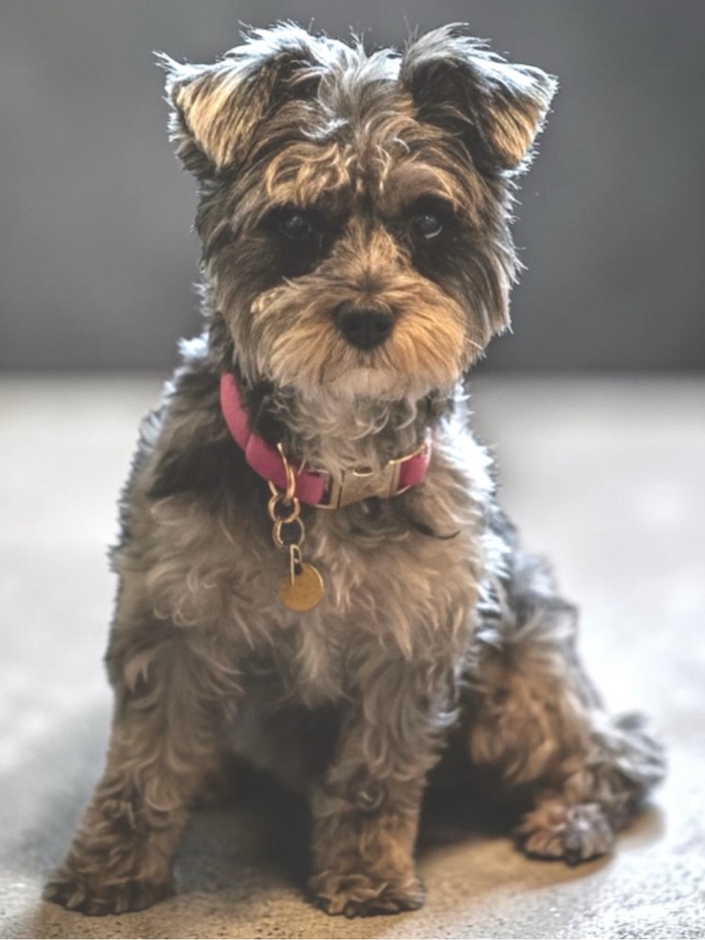 MY PUP LUNA, MY DAUGHTER & ME

~ AUG 2019 MET THEPOSHKINGS & MANISH AT NYC PPL